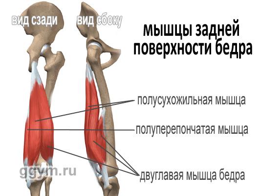 Двуглавая мышца бедра растяжение как лечить Двуглавая мышца бедра растяжение как лечить