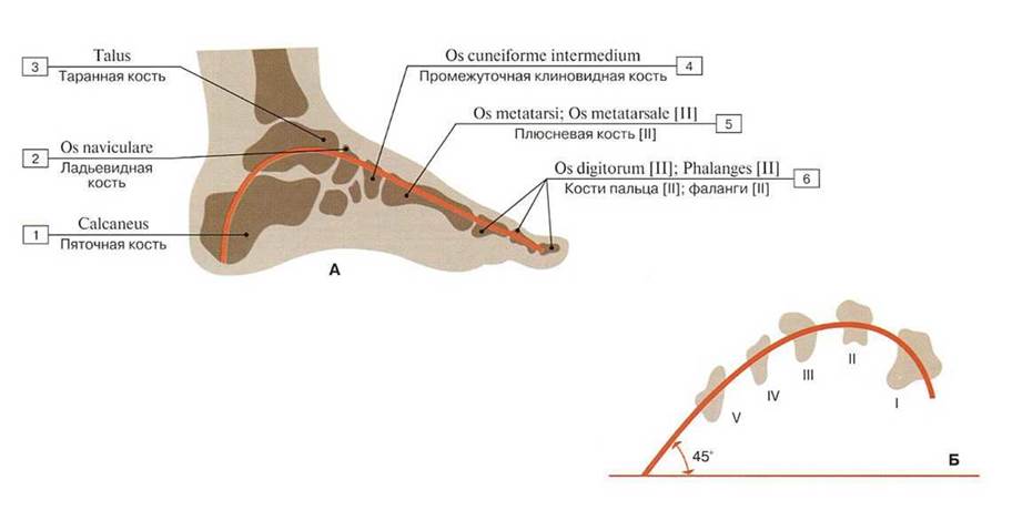 Клиновидные кости боль. Ладьевидная клиновидная кость стопы. Перелом большого крыла клиновидной кости. Клиновидные кости боль. Ладьевидная кость стопы анатомия.