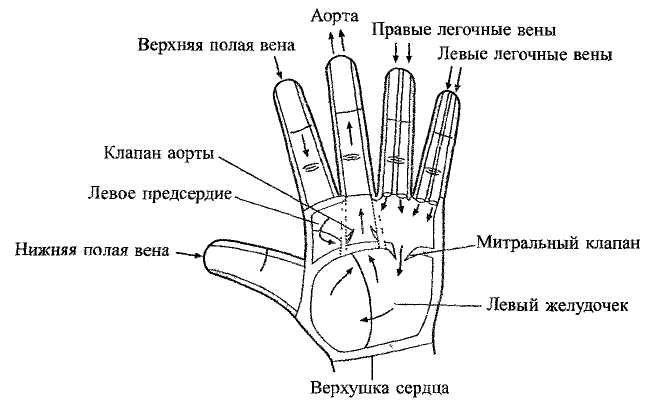 Правая рука правая нога. Су Джок точки Бель меридианов. Су Джок меридианы на руке. Су Джок меридианы на пальцах. Чакры Су Джок.