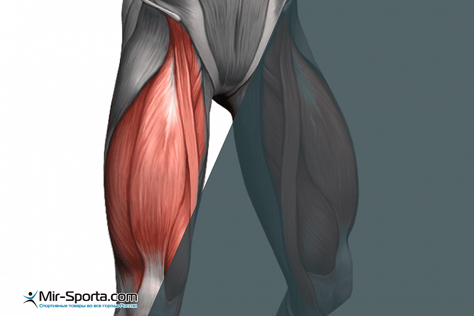 Квадрицепсы и бицепсы бедра
