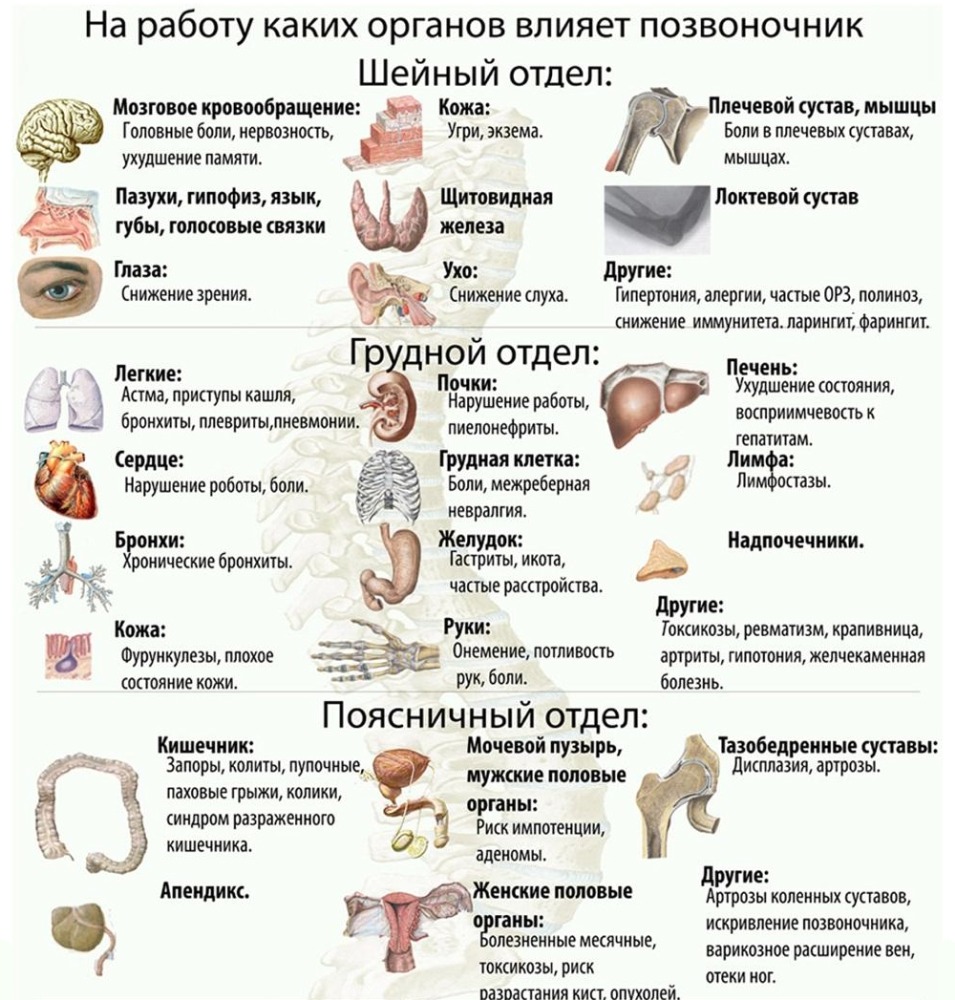 Неотвистинговая гимнастика для позвоночника