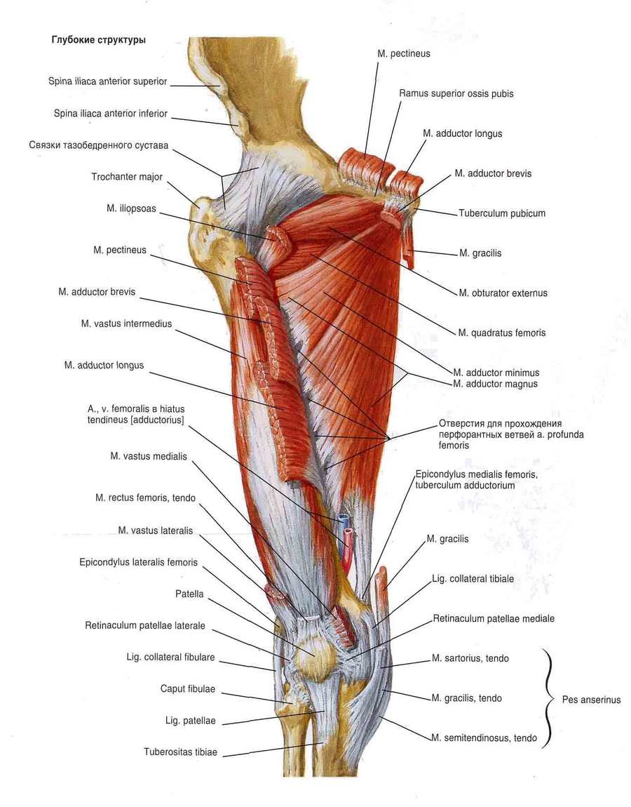 Мышцы бедра вид спереди анатомия
